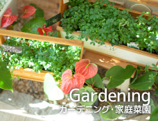 Gardening／ガーデニング・
     家庭菜園を楽しむ